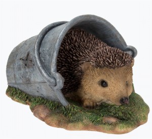 REAL LIFE HEDGEHOG IN RUSTY PAIL D
